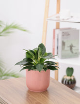 نبات فيلودندرون حوض بلاستيك مخطط باللون الزهري